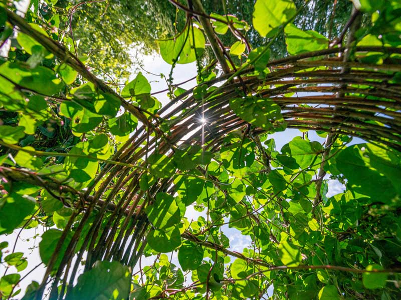 Spinach Malabar Green Vegetable Seeds