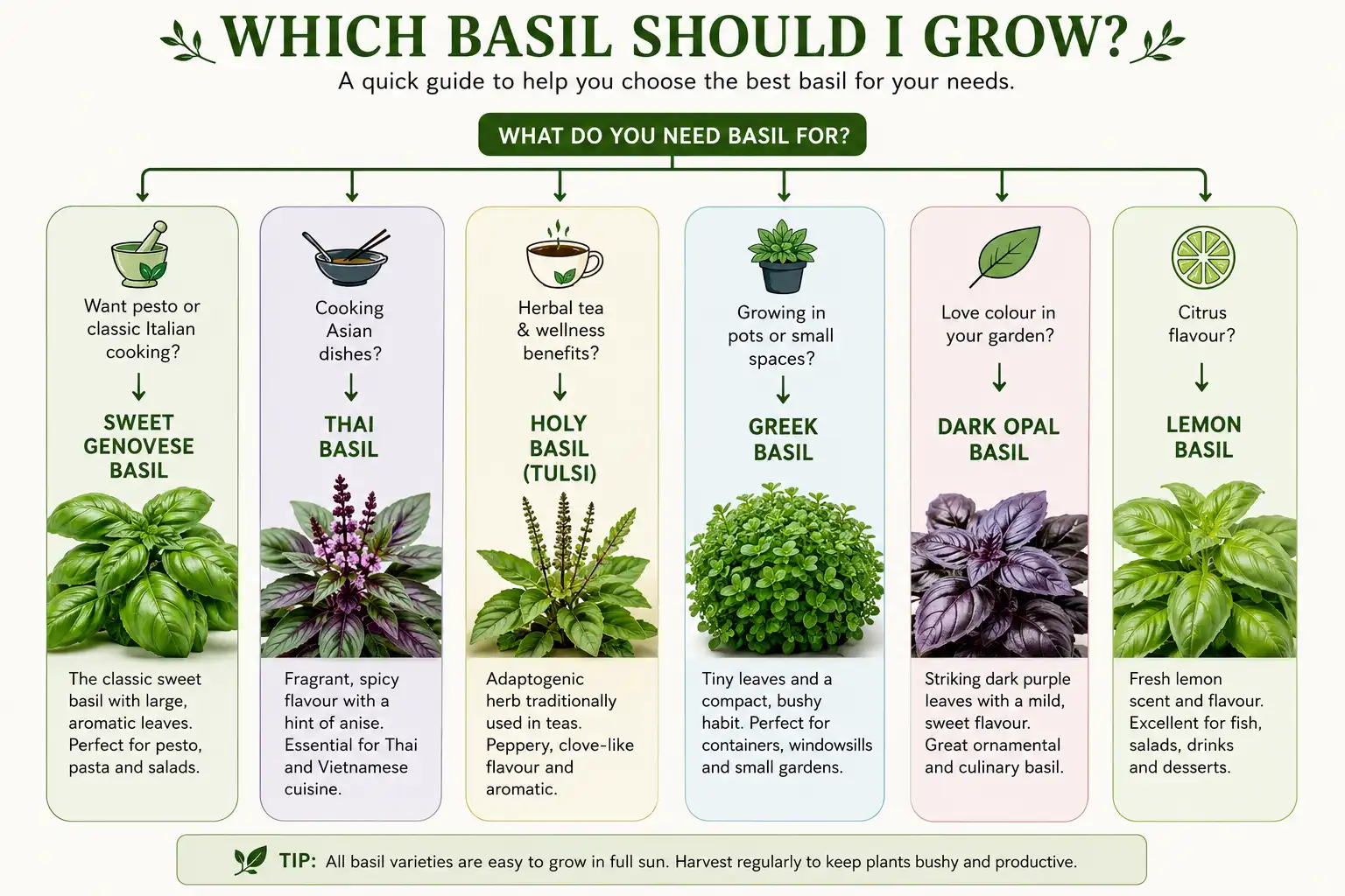 Which Basil Variety Should I Grow? Seedmart