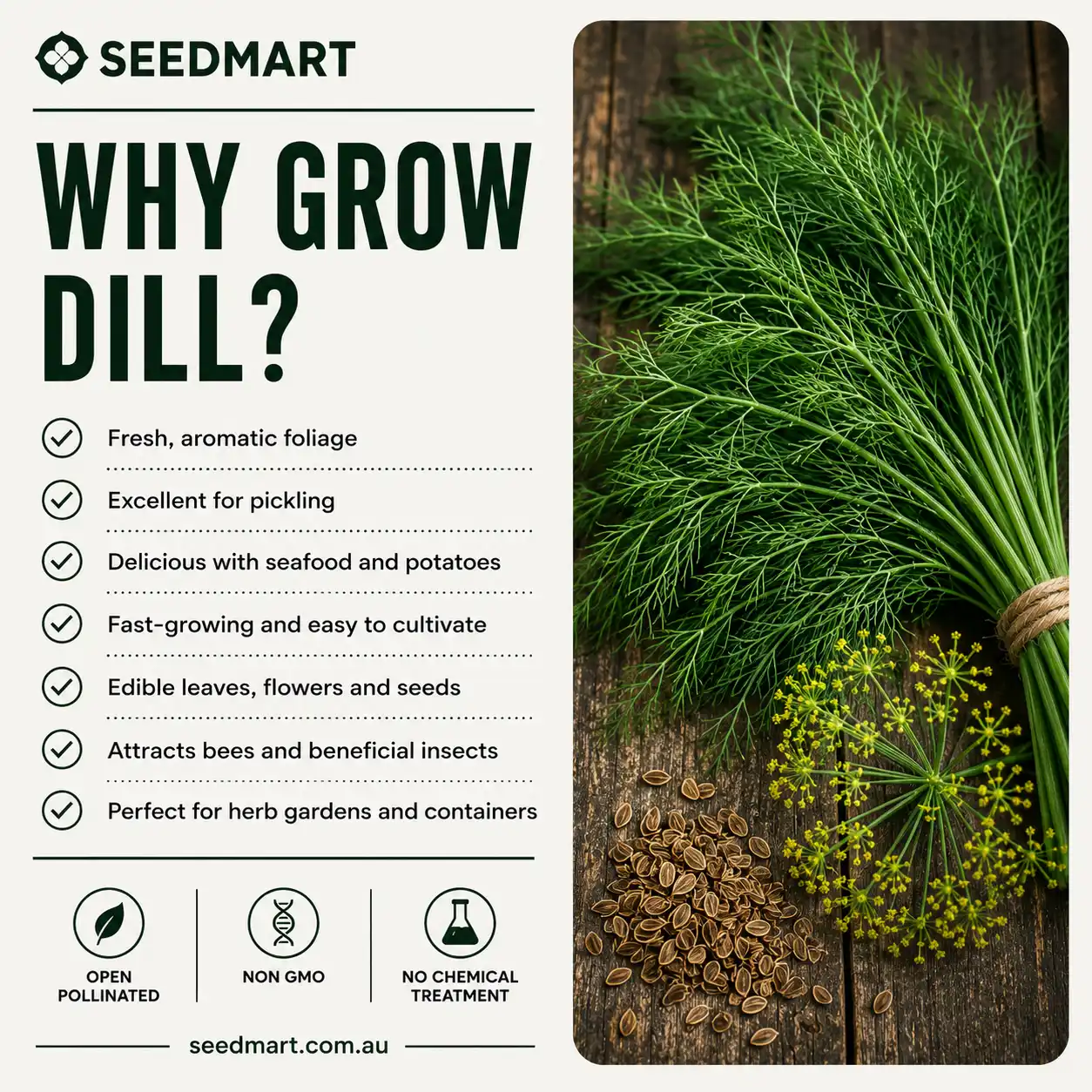 why-grow-dill-seeds-seedmart-australia
