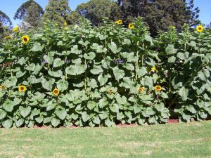 Tall Timber F1 Hybrid Sunflower Seeds