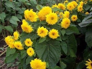 Double Delight F1 Hybrid Sunflower Seeds