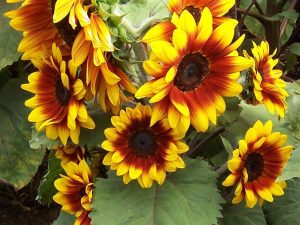 Solar Flash F1 Hybrid Sunflower Seeds