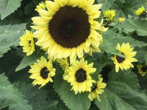 Lemon Bling F1 Hybrid Sunflower Seeds