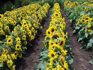 Microsun F1 Hybrid Sunflower Seeds