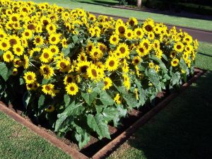 Solar Chocolate Gold F1 Hybrid Sunflower Seeds