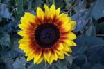 Rio Carnival F1 Hybrid Sunflower Seeds – Dwarf, Pollen-Free Bi-Coloured Blooms
