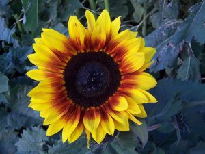 Rio Carnival F1 Hybrid Sunflower Seeds – Dwarf, Pollen-Free Bi-Coloured Blooms