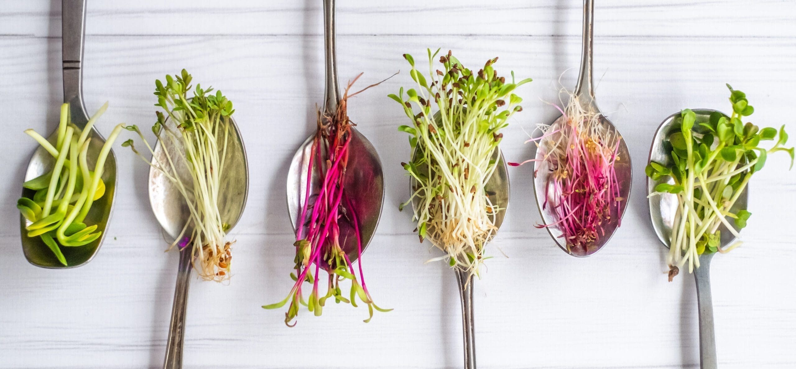 4 Best Microgreeens to Grow at Home | Seedmart