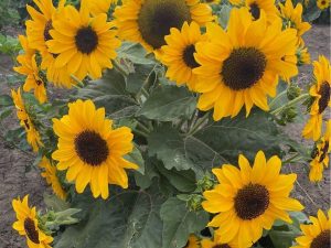 Soleil F1 Hybrid Sunflower Seeds – Extra Dwarf