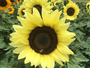 Lemon Striker F1 Hybrid Sunflower Seeds