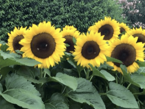 Sunflower 'Happy Face Yellow' F1 Hybrid Seeds
