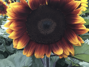 Sunflower 'Royal Velvet' F1 Hybrid Seeds