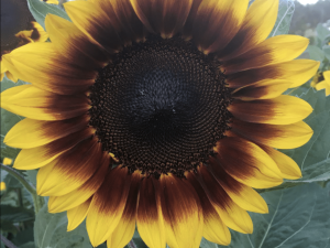 GOLDEN PROMINENCE F1 Cut Flower