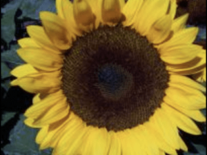 Sunflower 'Galaxy' F1 Hybrid Seeds