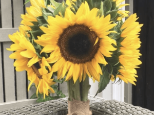 Sunflower 'Early Sunrise' F1 Hybrid Seeds