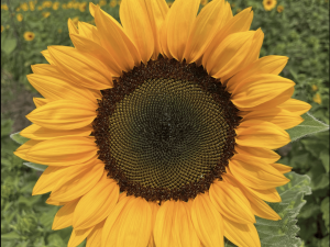 Sunflower 'Supernova' F1 Hybrid Seeds