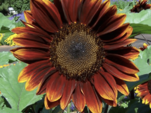Sunflower 'Bronze Shades' Seeds