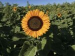 Sun Flower Happy Orange Hybrid | Seedmart