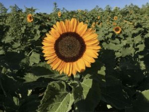 Sun Flower Happy Orange Hybrid | Seedmart
