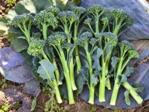 Baby Broccoli Seeds
