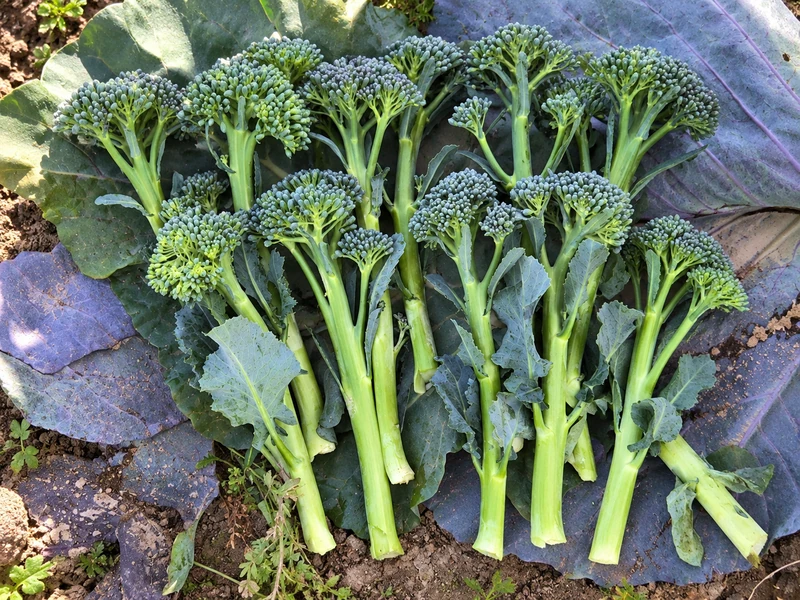 Baby Broccoli Seeds