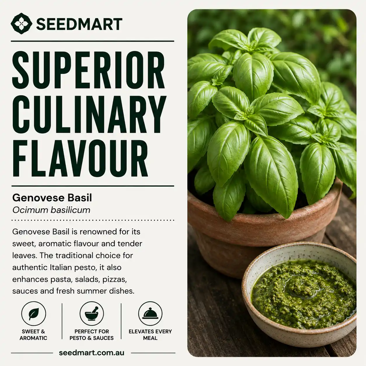 basil-genovese-seeds-culinary-seedmart-australia