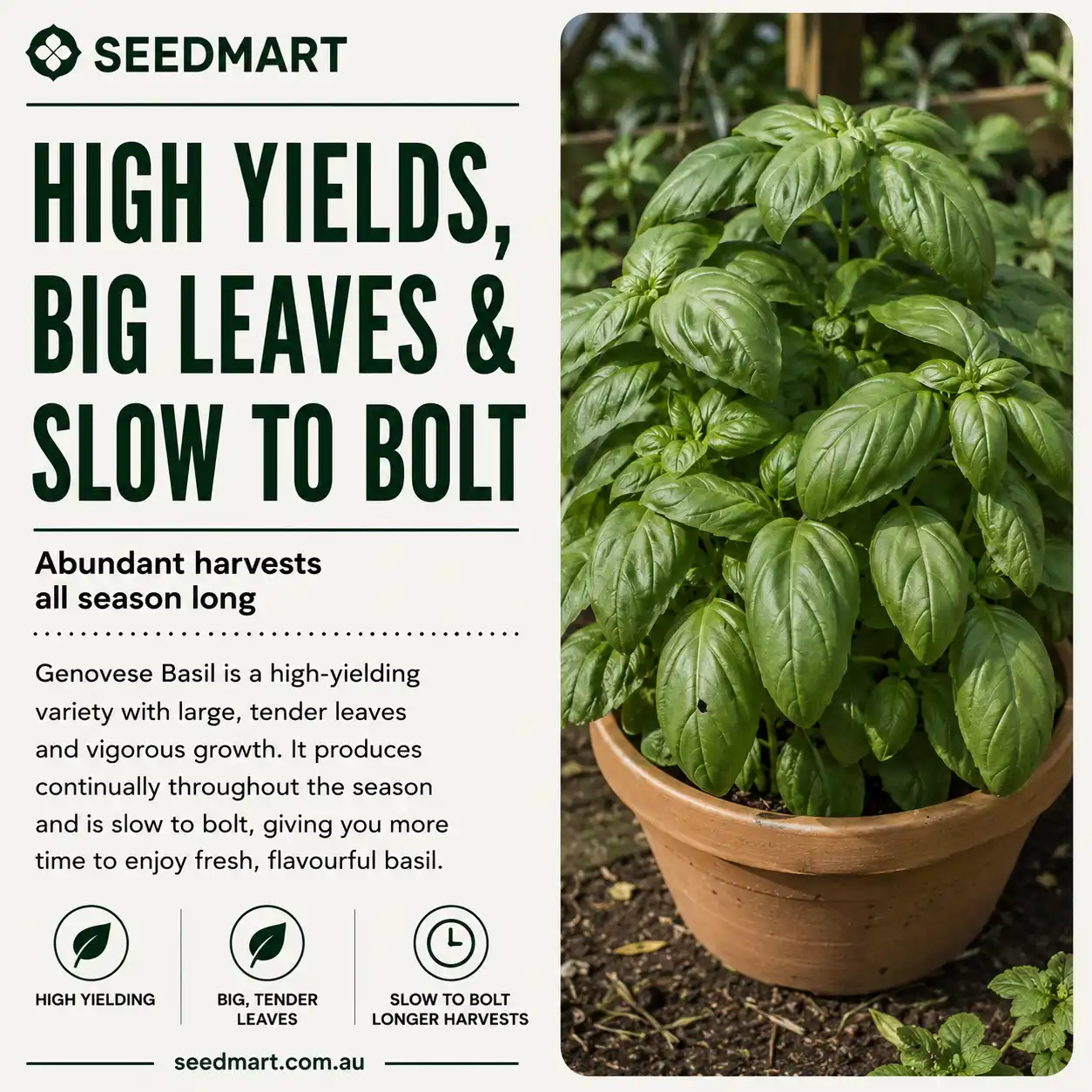 basil-genovese-seeds-yield-seedmart-australia