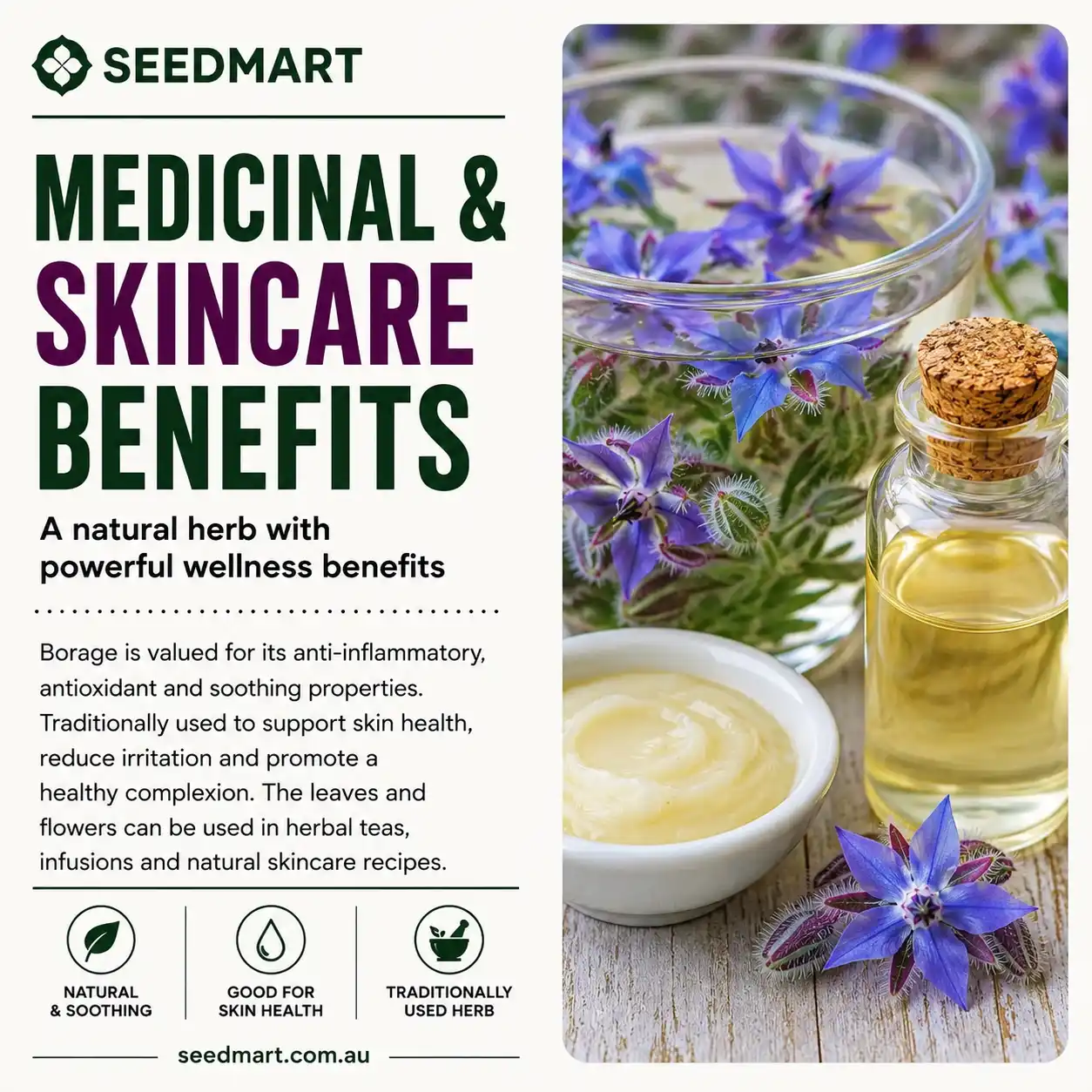 borage-seeds-medicinal-skincare-seedmart-australia