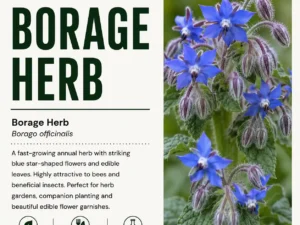 borage-seeds-seedmart-australia-1