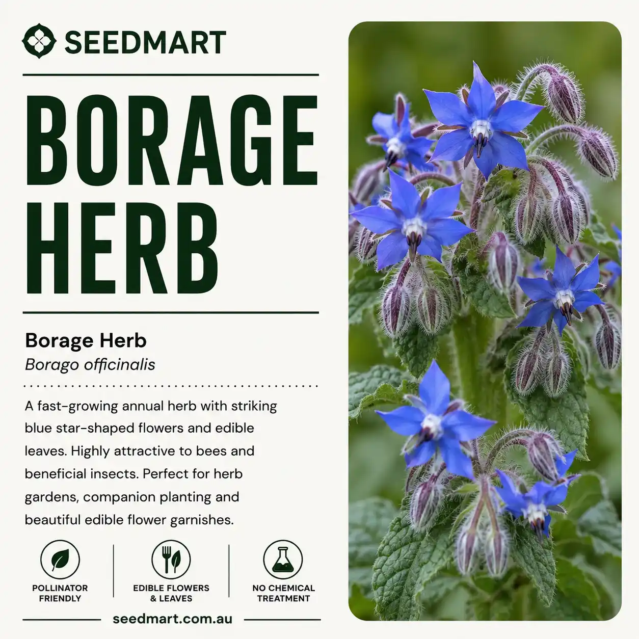 borage-seeds-seedmart-australia-1
