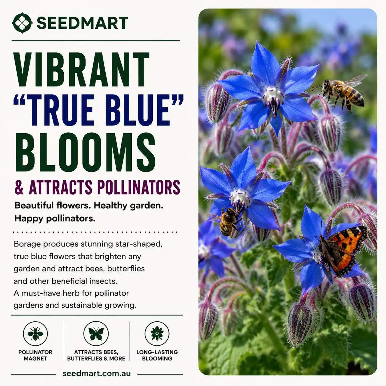 borage-seeds-true-blue-bloom-seedmart-australia