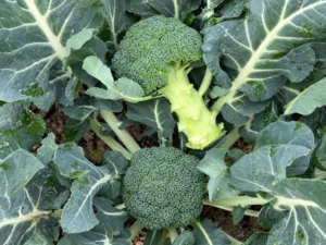 Broccoli Imperial Seeds