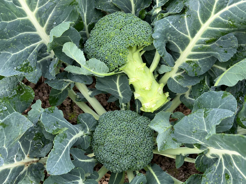 Broccoli Imperial Seeds