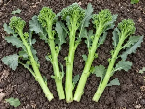 broccoli-raab-rapini-natural