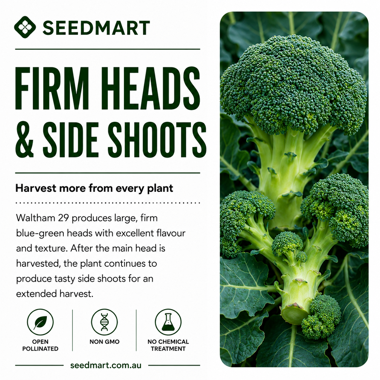 broccoli-waltham-29-firm-heads-and-side-shoots-seedmart
