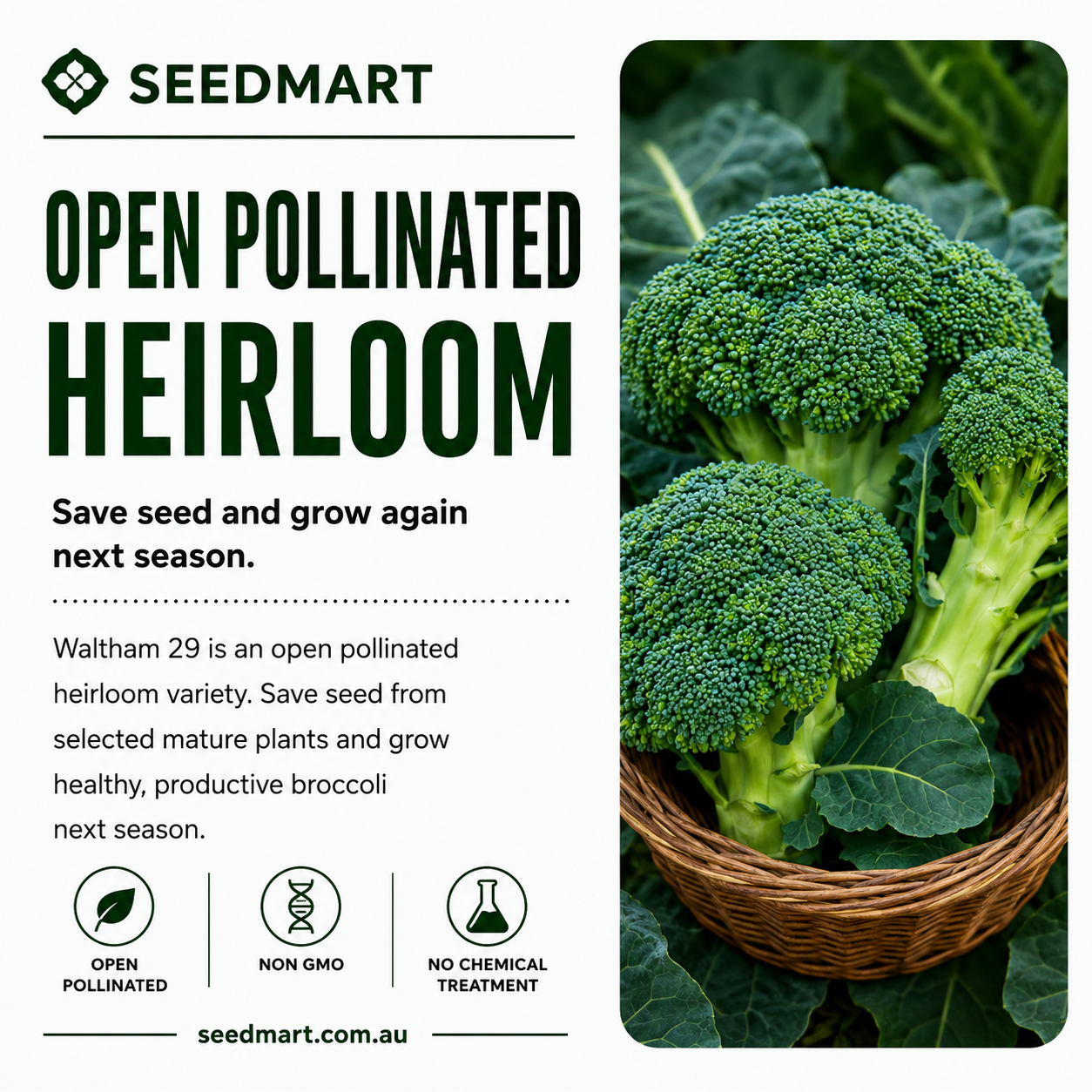 broccoli-waltham-29-open-pollinated