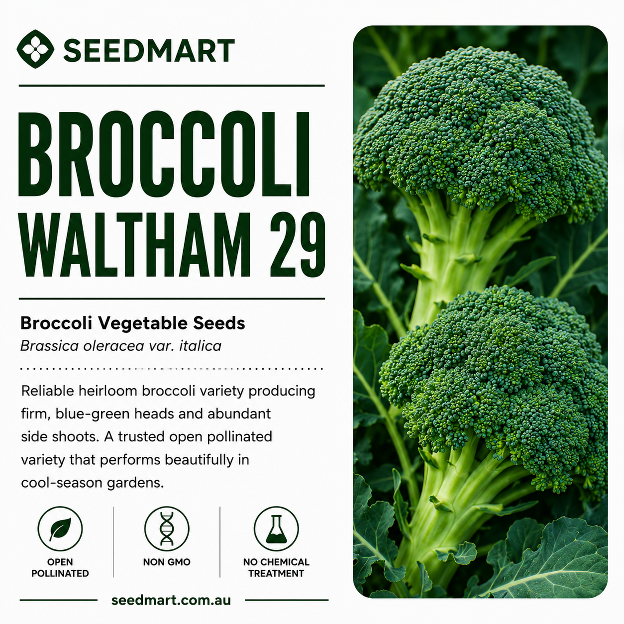 broccoli-waltham-29-seeds-seedmart-australia-1