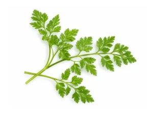 Chervil Microgreen Seeds