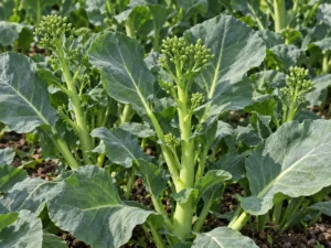 chinese-broccoli-kailaan-seeds-seedmart-australia