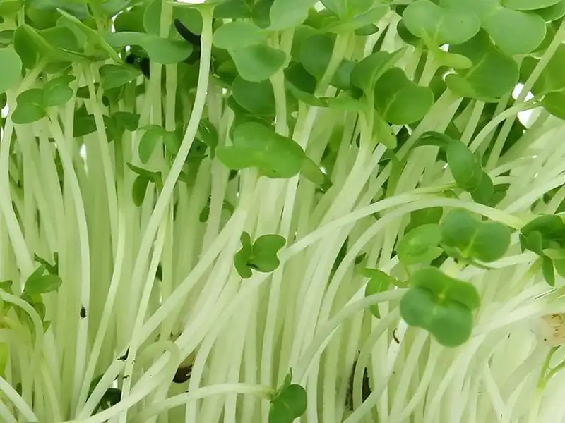cress-microgreens-closeup