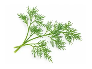 dill-microgreen-seeds-isolated-seedmart-australia