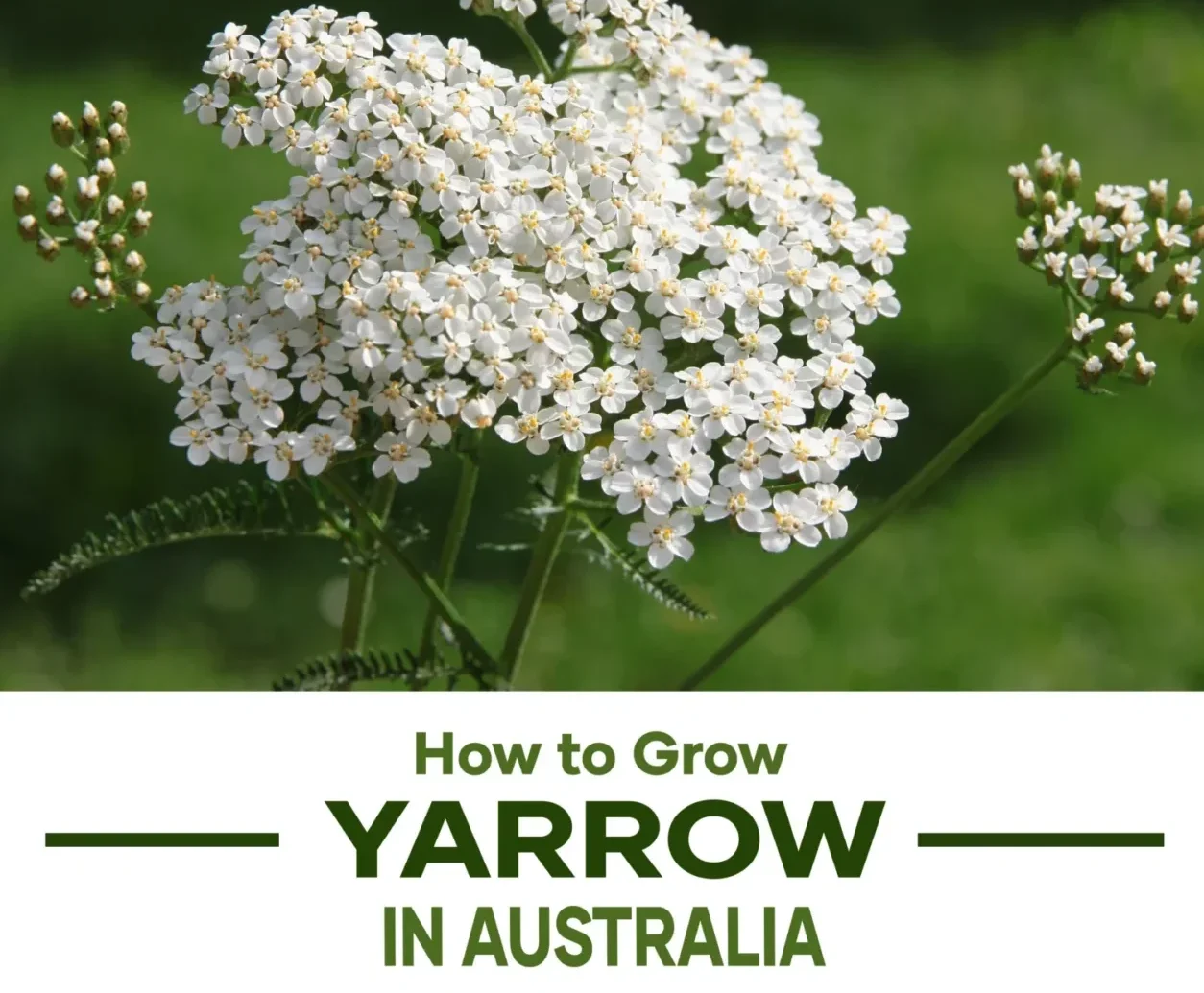 how-to-grow-yarrow-in-australia-seedmart-australia