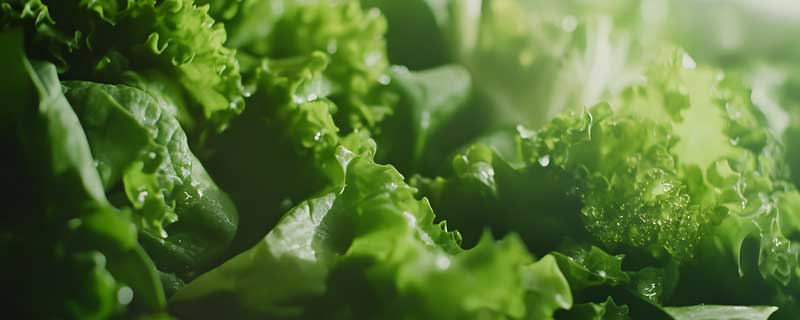 Lettuce Header Seedmart Australia