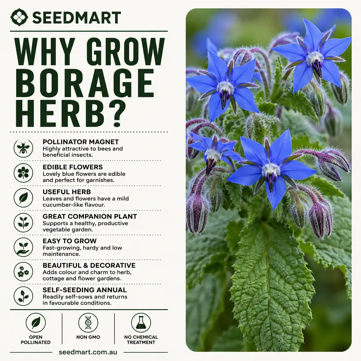 why-grow-borage-seeds-seedmart-australia