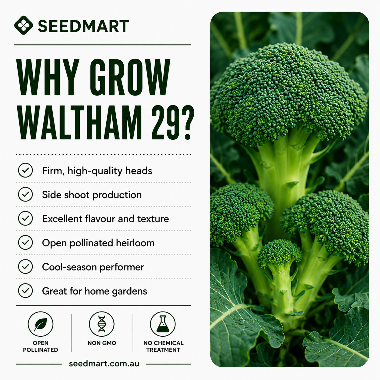 why-grow-broccoli-waltham-29-seedmart
