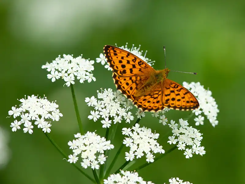 yarrow-flowers-butterfly-seedmart-australia