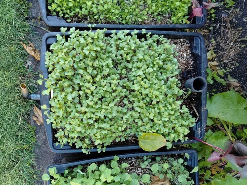 Wicking Beds Types | Seedmart Australia