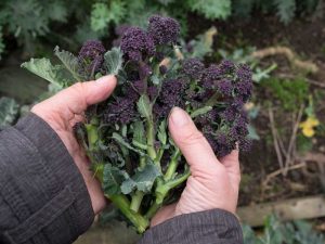 Broccoli Purple Sprouting in the Garden Farm | Seedmart Australia