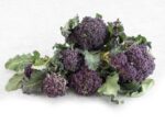 Broccoli Purple Sprouting Isolated | Seedmart Australia