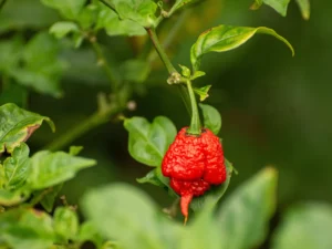 Carolina Reaper Chilli Seeds | Seedmart Australia